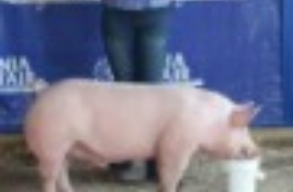 ferris_cheyenne_champ_barrow_ionia_fair_2015_582wx380h ferris_cheyenne_champ_barrow_ionia_fair_2015_582wx380h