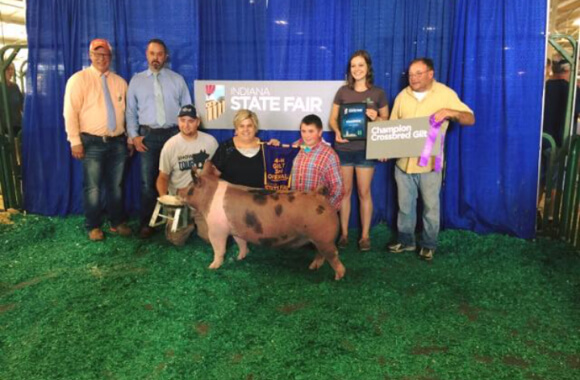 indiana state fair champ crossbred 2016_580wx380h
