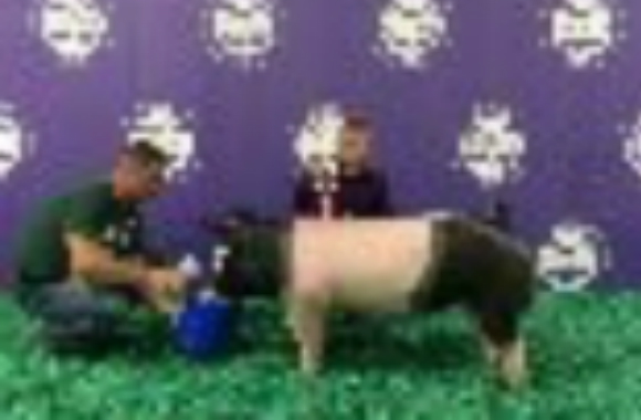 lane_mazich_2015-580WX380H_Lite lane_mazich_2015-580WX380H_Lite