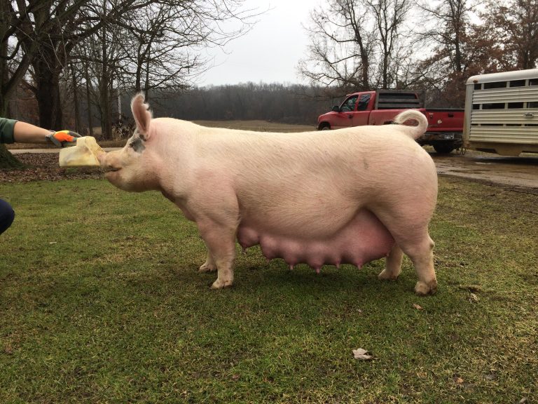 Much anticipated litter Arbuckle Farms & Arbuckle Show Pigs